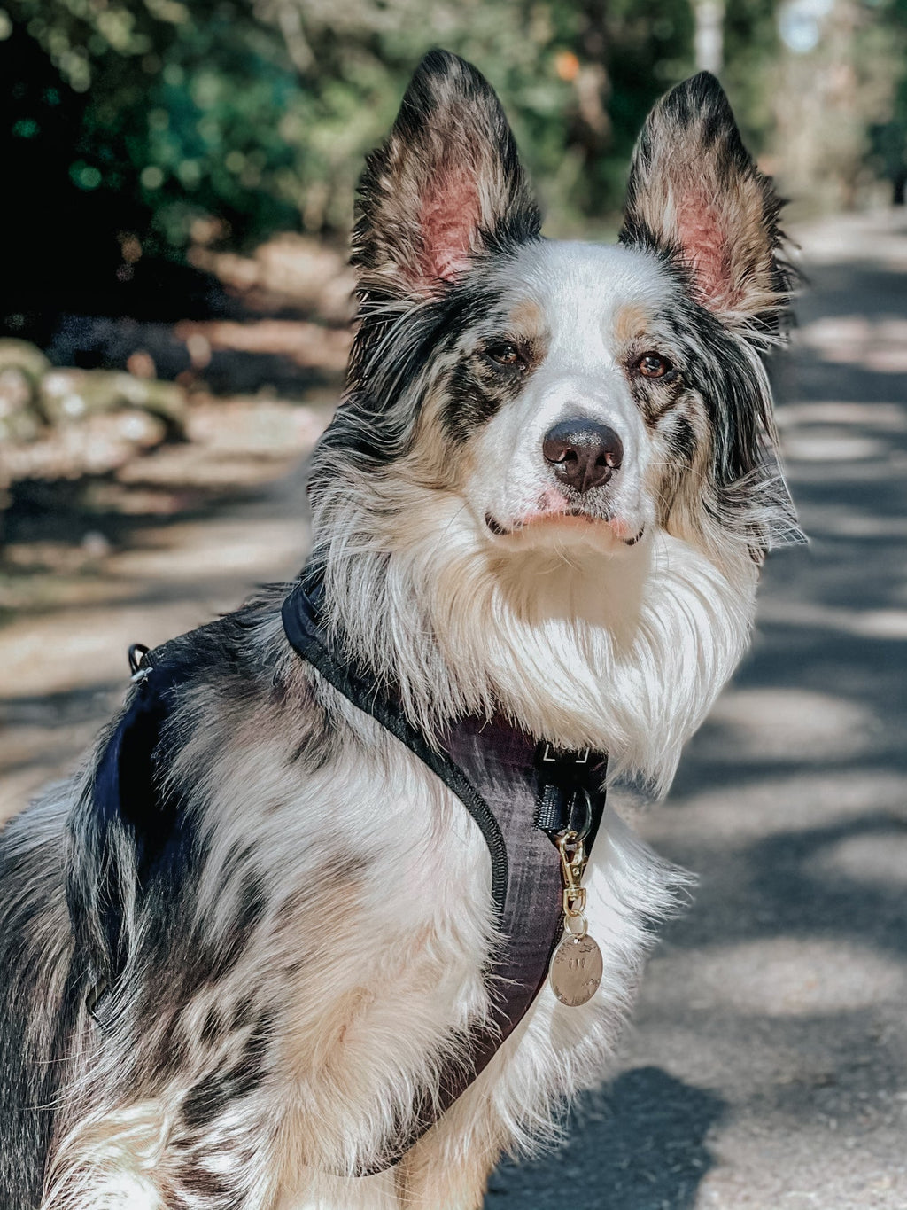 Adjustable Dog Harness product image 17