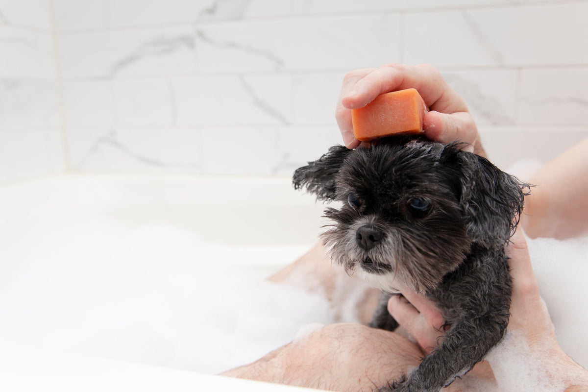 Dog Soap product image 17