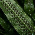 Live Java Fern Aquarium Plant for Low-Light Freshwater Tanks, Bare Root and Mounted Formats source image 18