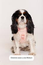 Hands-Free Dog Walking Set for Waist or Shoulder Wear, Neoprene Harness and Compact Pouch Bundle source image 18