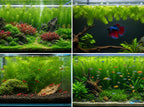 Live Hornwort Aquarium Plant Bunches for Floating or Planted Freshwater Tanks, Packs of Three or Six source image 18