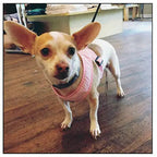 Gingham Step-In Dog Harness, Soft Adjustable Mesh Walking Vest in Five Colors for Dogs from 3 to 40 Pounds source image 18