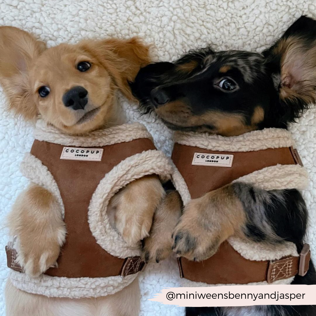 Adjustable Neck Dog Harness, Brown Faux Suede Walking Vest with Soft Fluffy Trim in XXS to Large Sizes source image 18