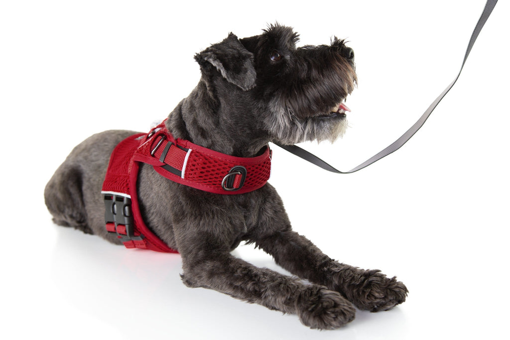 Martingale Dog Harness product image 18