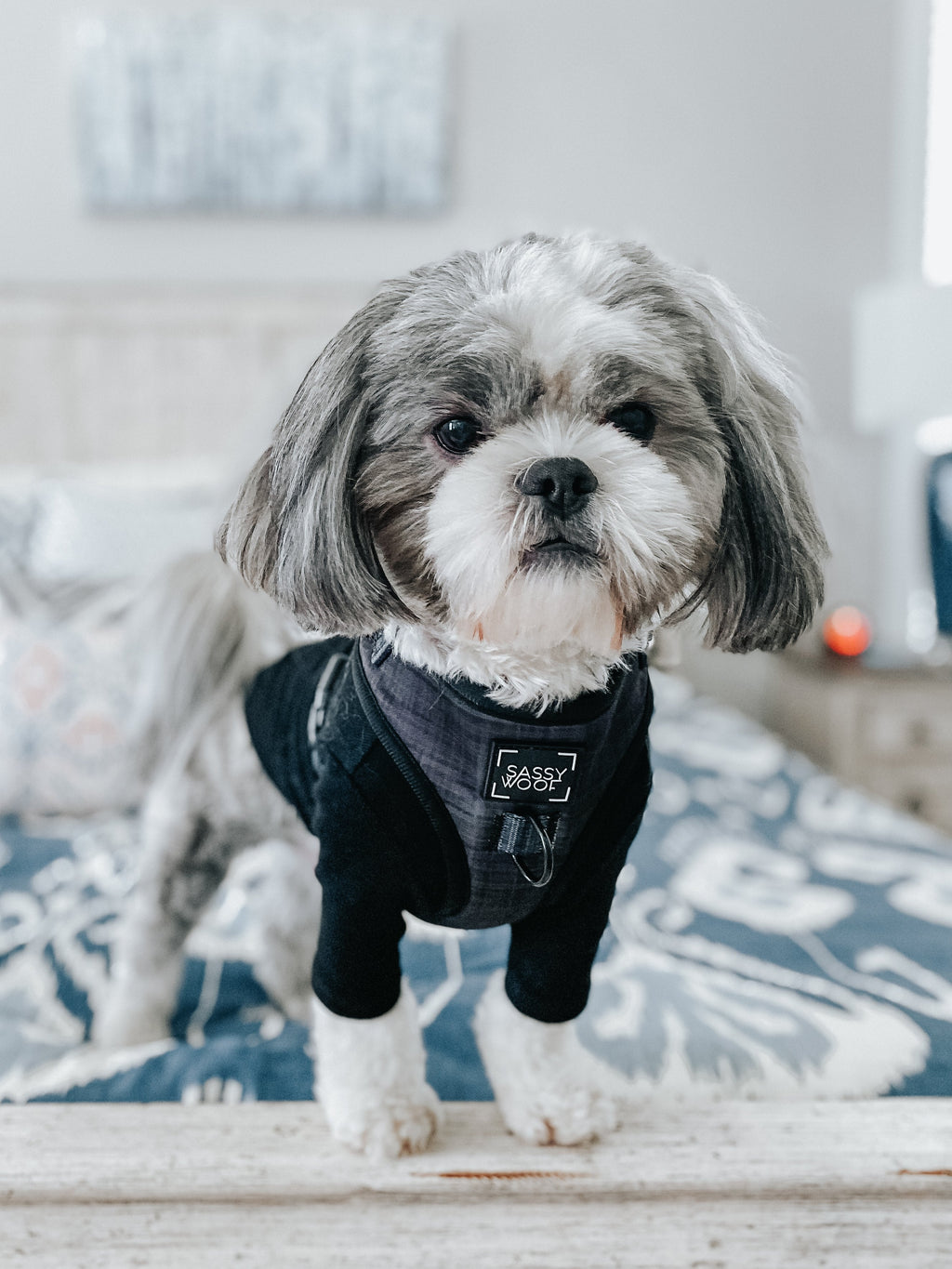 Adjustable Dog Harness product image 18