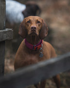 Martingale Dog Collar product image 18