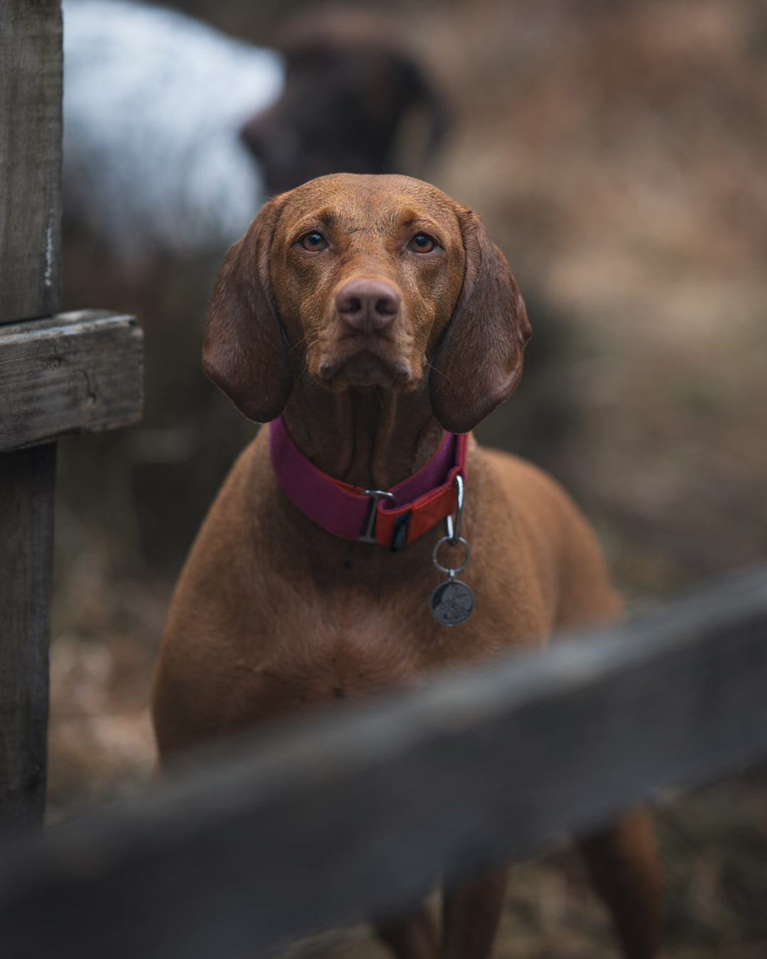Martingale Dog Collar product image 18