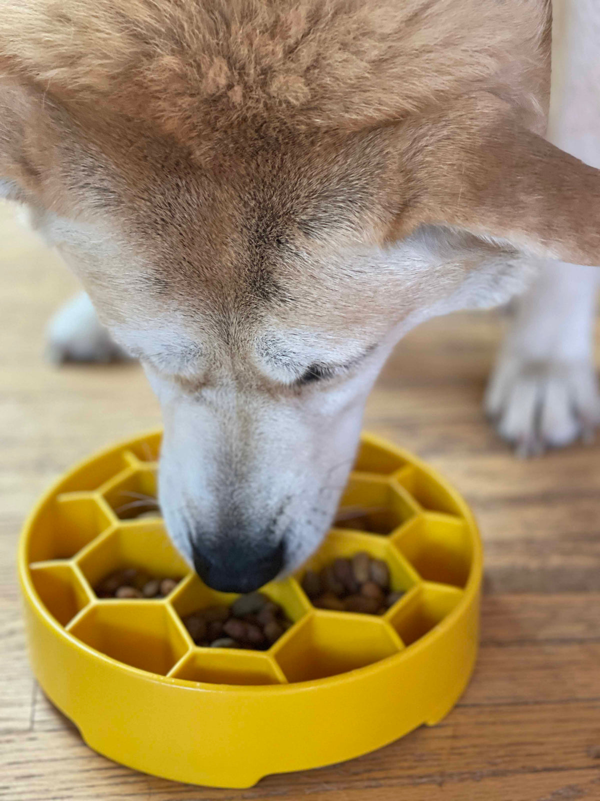 Slow Feeder Dog Bowl product image 18