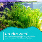 Live Anacharis Aquarium Plant product image 18