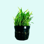 Live Aquarium Plant product image 18