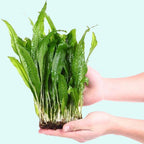Live Java Fern Aquarium Plant for Low-Light Freshwater Tanks, Bare Root and Mounted Formats source image 19