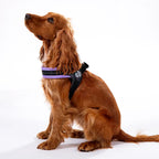 Adjustable Mesh Dog Harness for Small to Medium Pets, Reflective Step-In Design Across Seven Chest Sizes source image 19