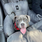 Pet Car Seat and Carrier for Dogs or Cats up to 25 lb, Water-Resistant Oxford Seat with Removable Cushion source image 19