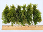 Live Hornwort Aquarium Plant Bunches for Floating or Planted Freshwater Tanks, Packs of Three or Six source image 19