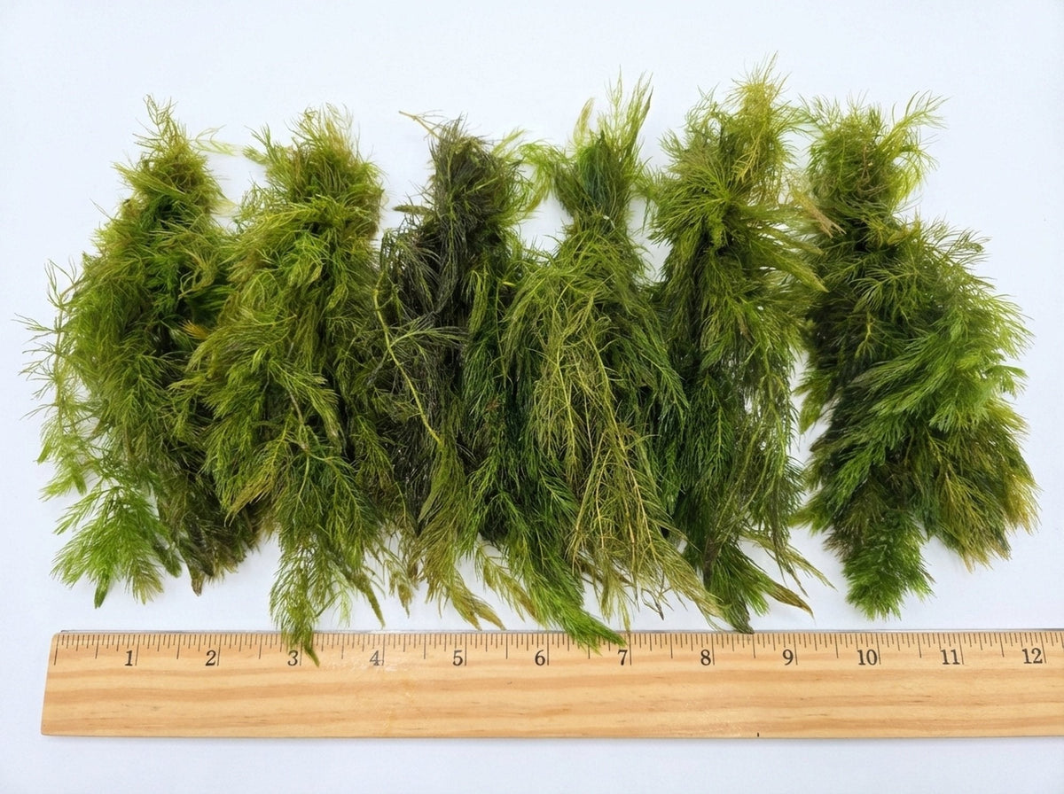Live Hornwort Aquarium Plant Bunches for Floating or Planted Freshwater Tanks, Packs of Three or Six source image 19