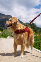 Martingale Dog Harness product image 19
