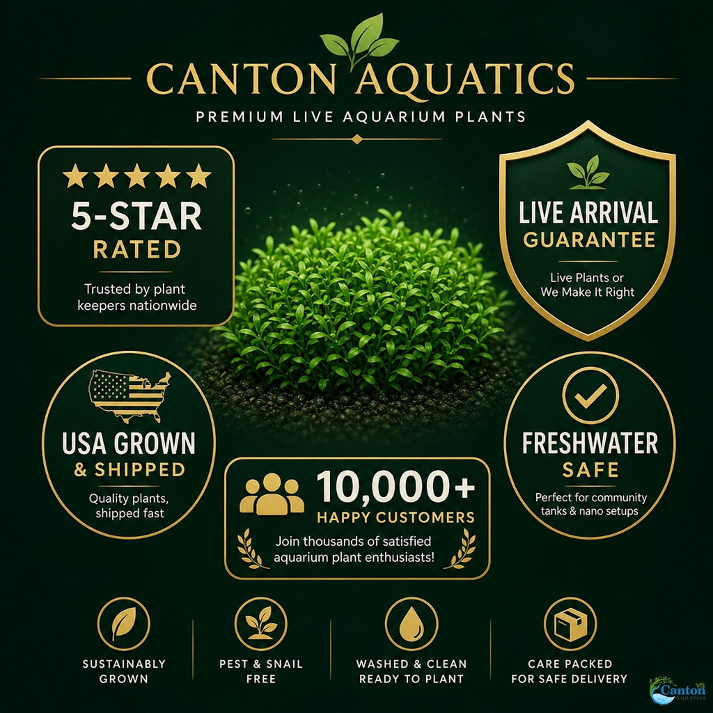 Live Aquarium Plant product image 19