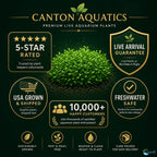 Live Aquarium Plant product image 19