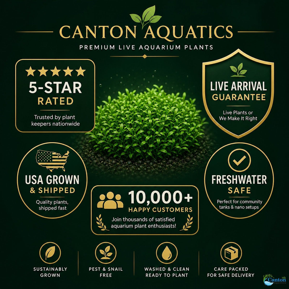 Live Aquarium Plant product image 19