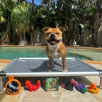 Dog Toy Collection product image 19