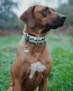 Martingale Dog Collar product image 19
