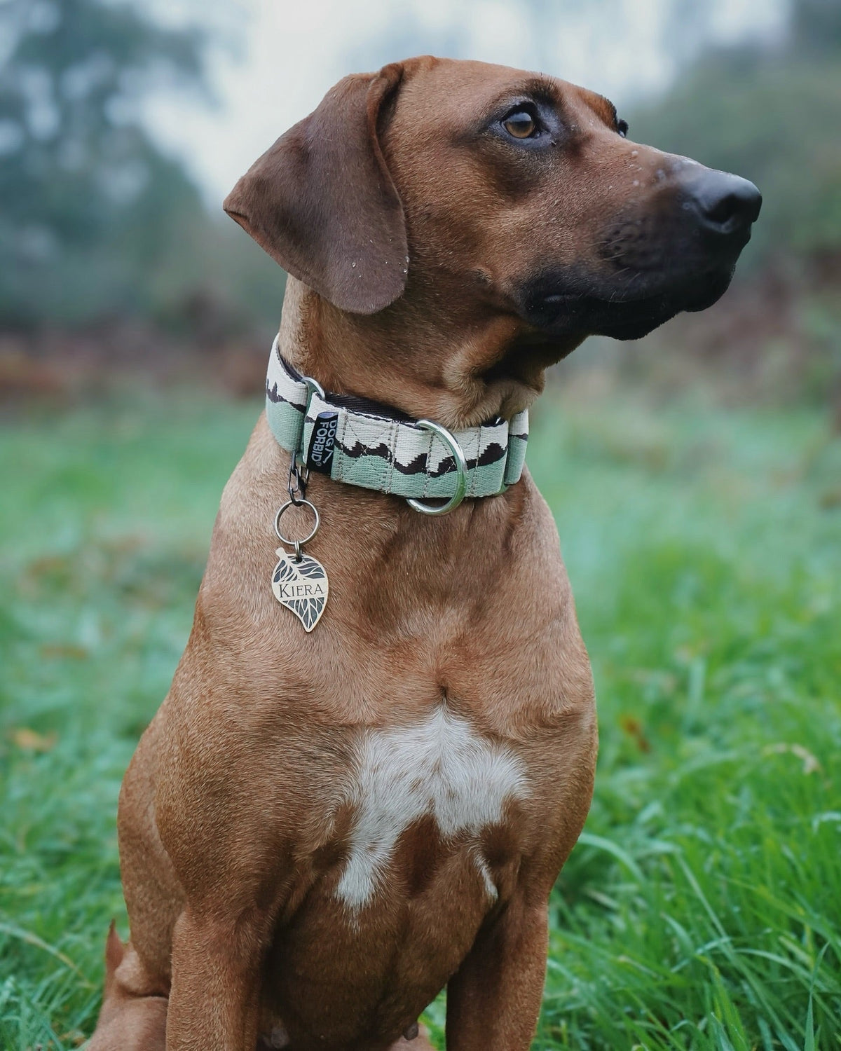 Martingale Dog Collar product image 19