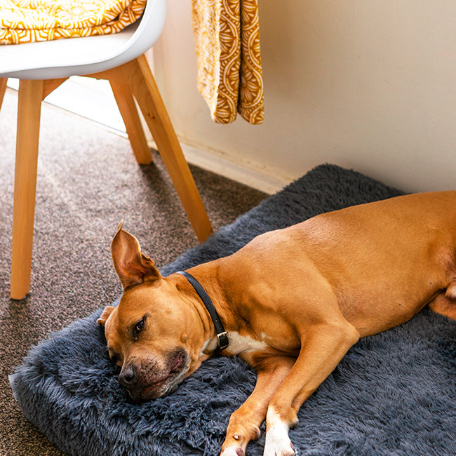 Memory Foam Dog Bed product image 19