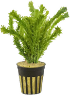 Live Anacharis Aquarium Plant product image 19