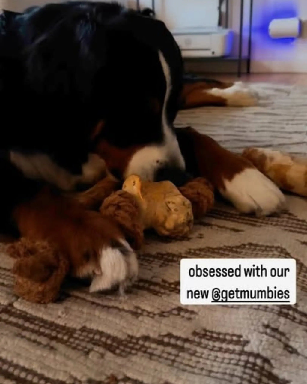 Dog Chew Toy product image 19