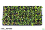 Live Anubias Nana Petite Aquarium Plant product image 52