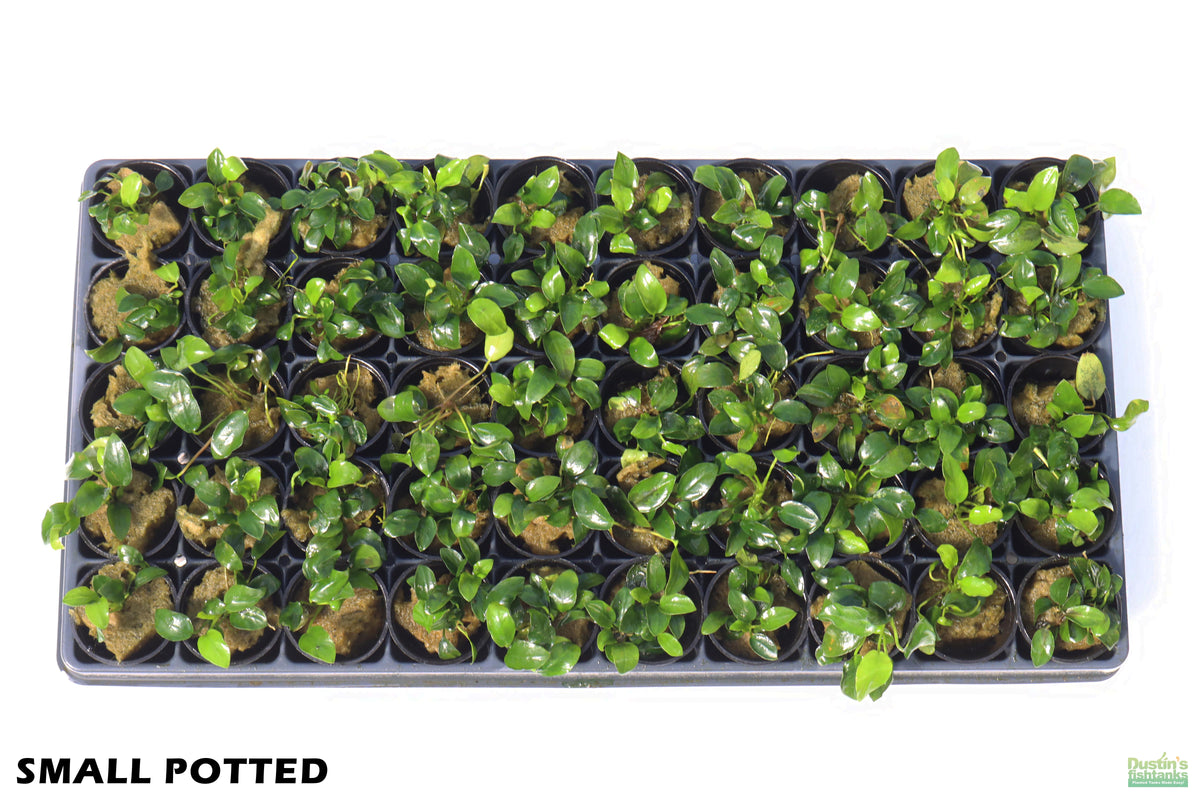 Live Anubias Nana Petite Aquarium Plant product image 52