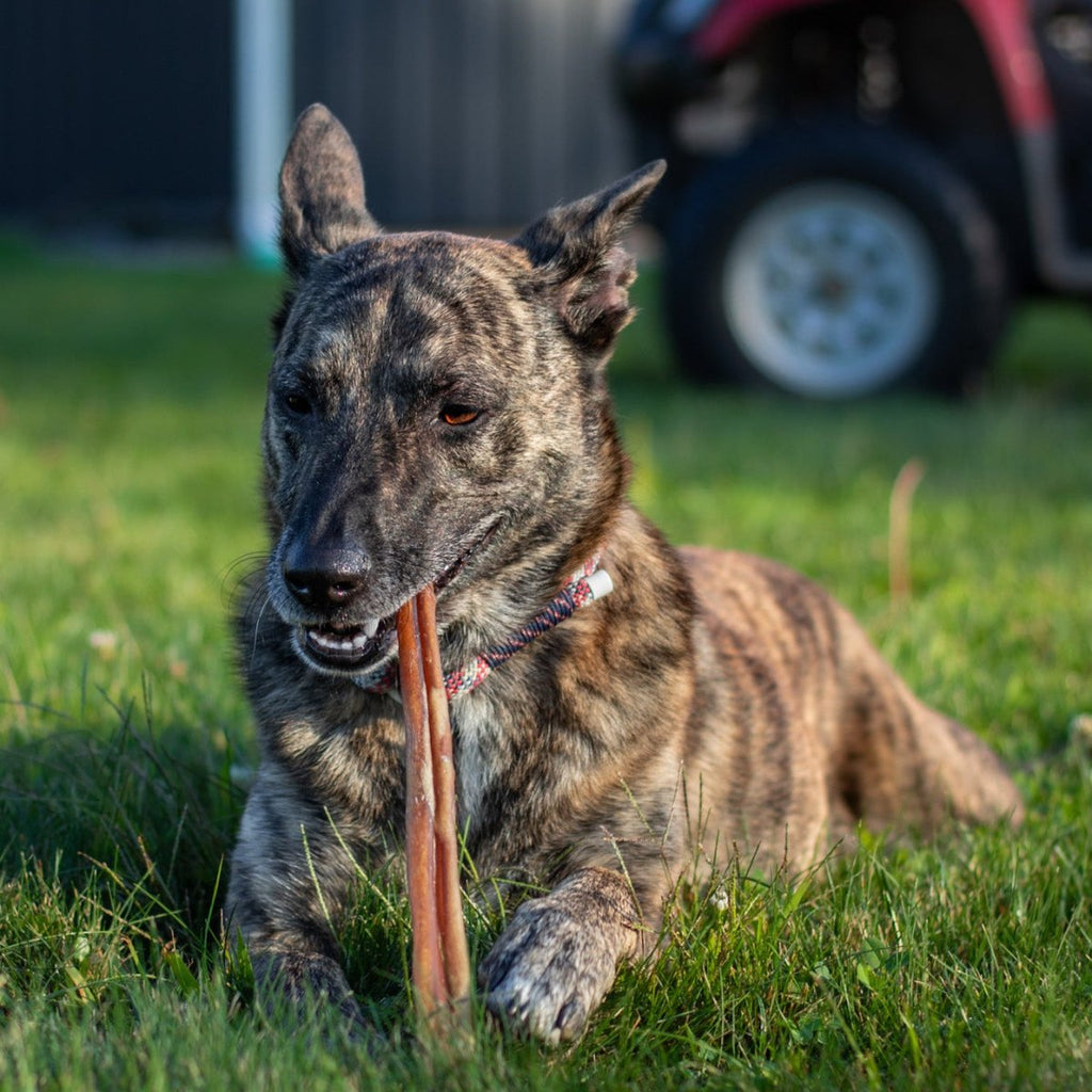 12-Inch Thick Beef Bully Sticks product image 4