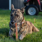 12-Inch Thick Beef Bully Sticks product image 4