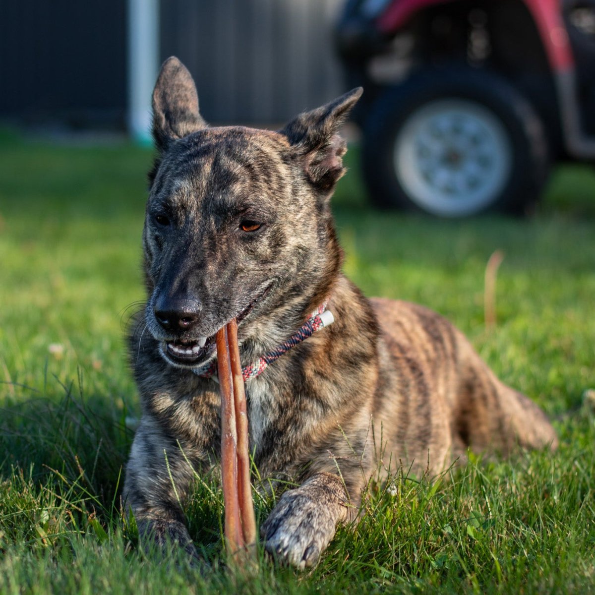 12-Inch Thick Beef Bully Sticks product image 4