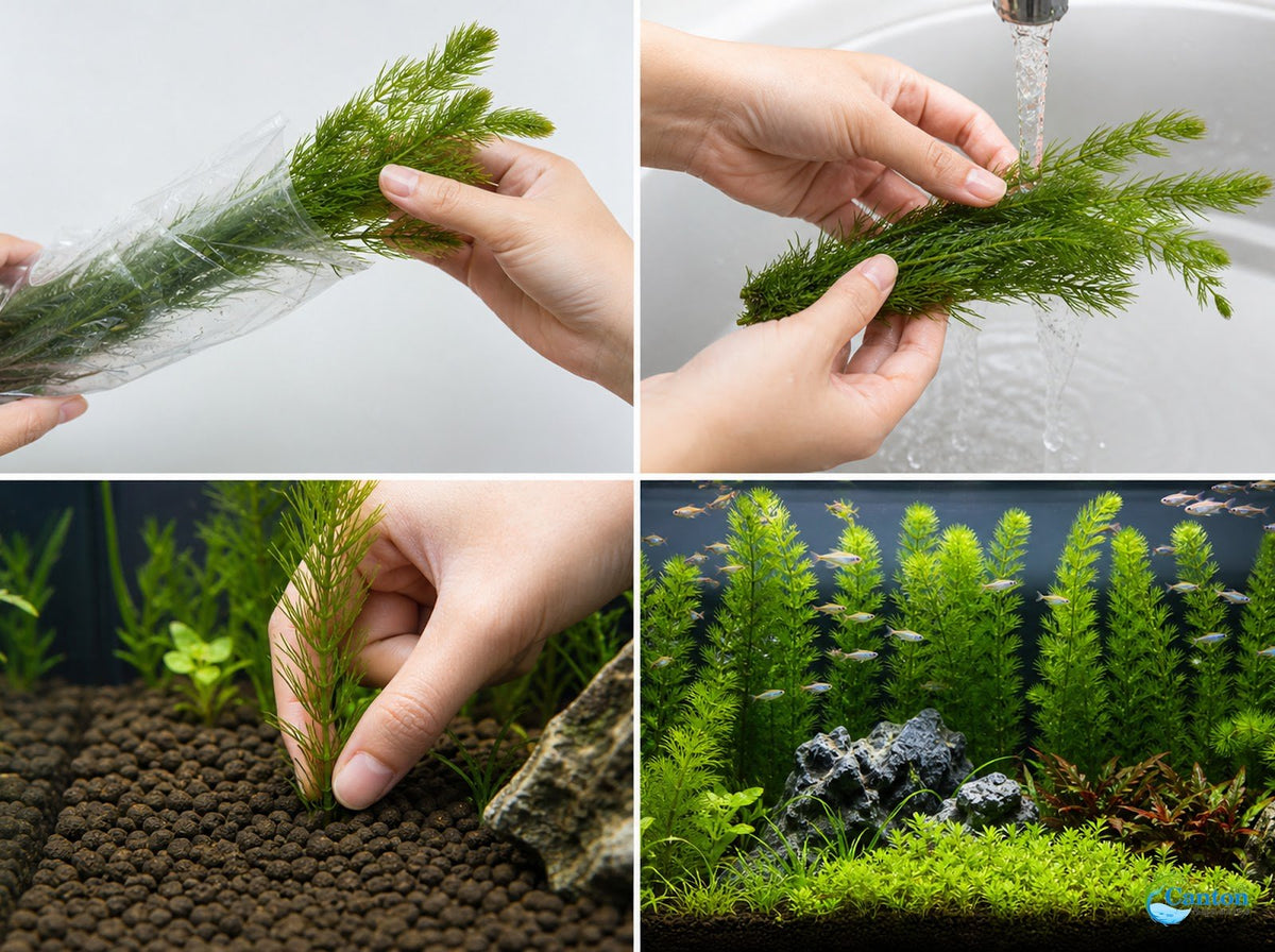 Live Hornwort Aquarium Plant Bunches for Floating or Planted Freshwater Tanks, Packs of Three or Six source image 20