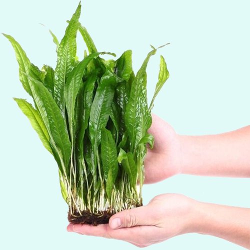 Live Java Fern Aquarium Plant for Low-Light Freshwater Tanks, Bare Root and Mounted Formats source image 20