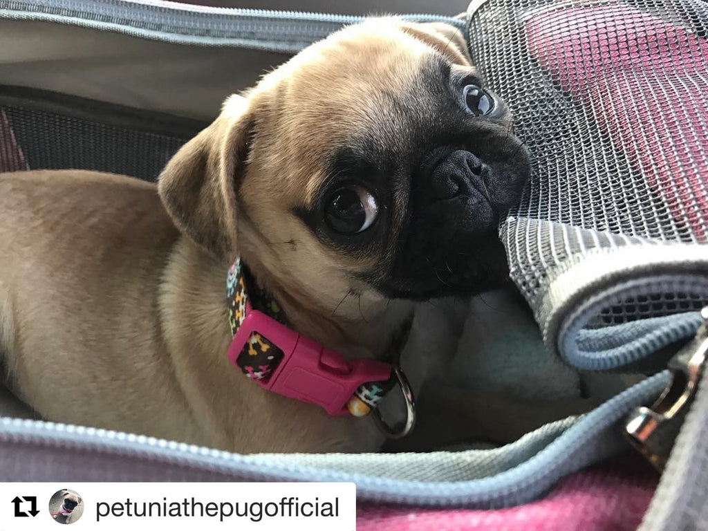 Soft-Sided Airline Pet Carrier for Cats and Small Dogs with Mesh Ventilation and Expandable Port product image 20