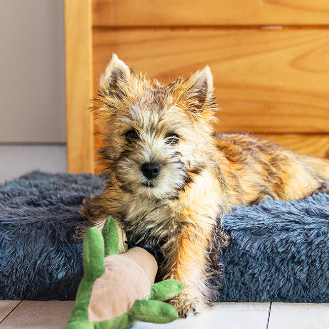 Memory Foam Dog Bed product image 20