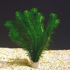 Live Anacharis Aquarium Plant product image 20