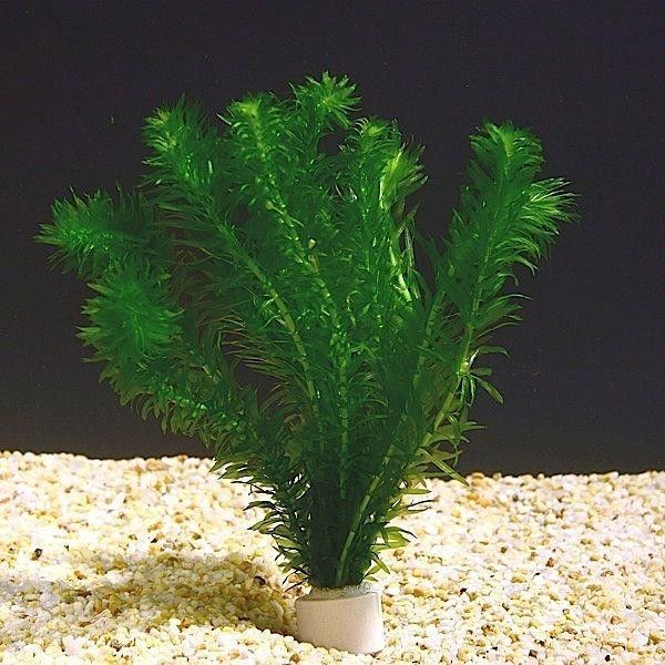 Live Anacharis Aquarium Plant product image 20