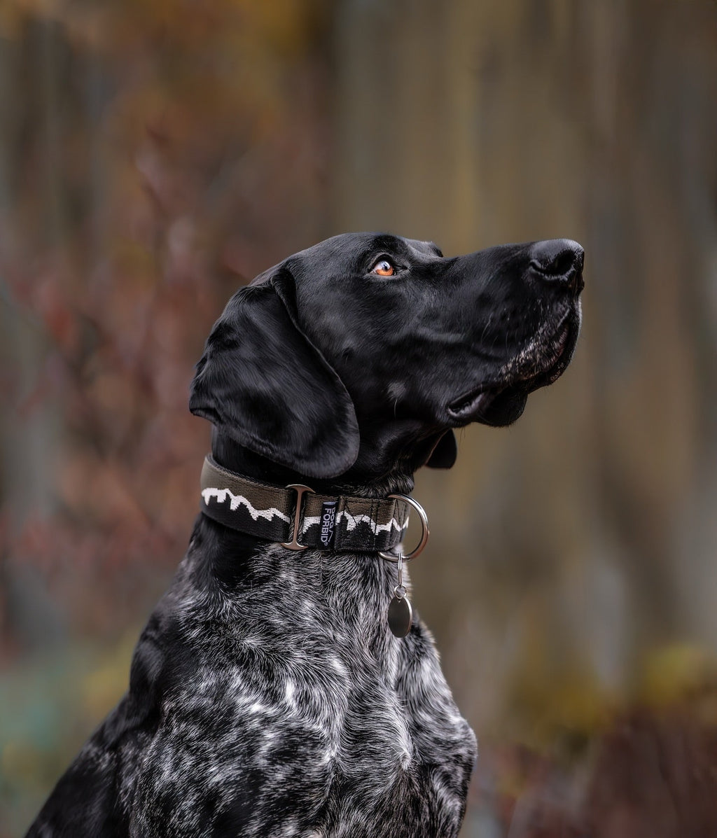 Martingale Dog Collar product image 20
