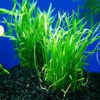 Live Aquarium Plant product image 20