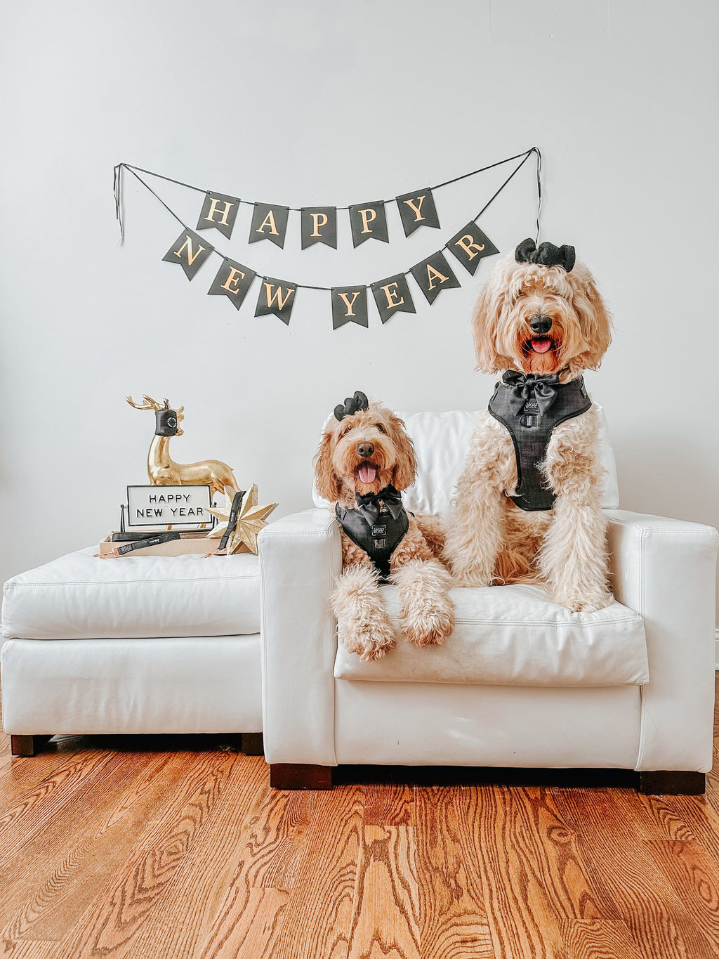 Adjustable Dog Harness product image 20