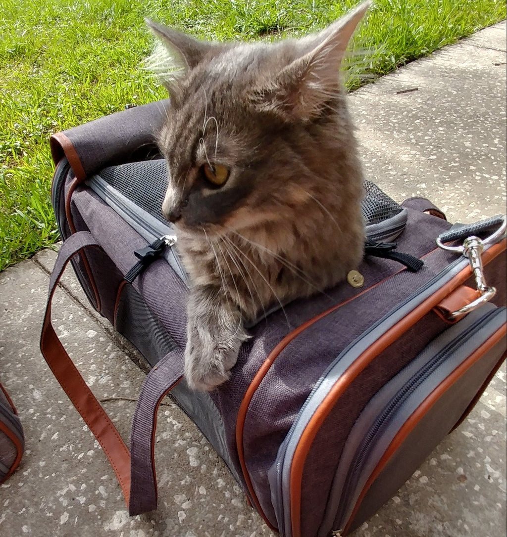Soft-Sided Airline Pet Carrier for Cats and Small Dogs with Mesh Ventilation and Expandable Port product image 21