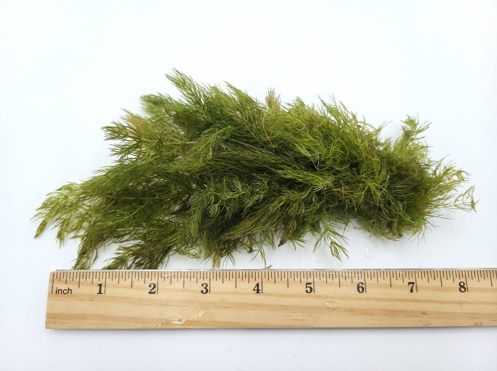 Live Hornwort Aquarium Plant Bunches for Floating or Planted Freshwater Tanks, Packs of Three or Six source image 21