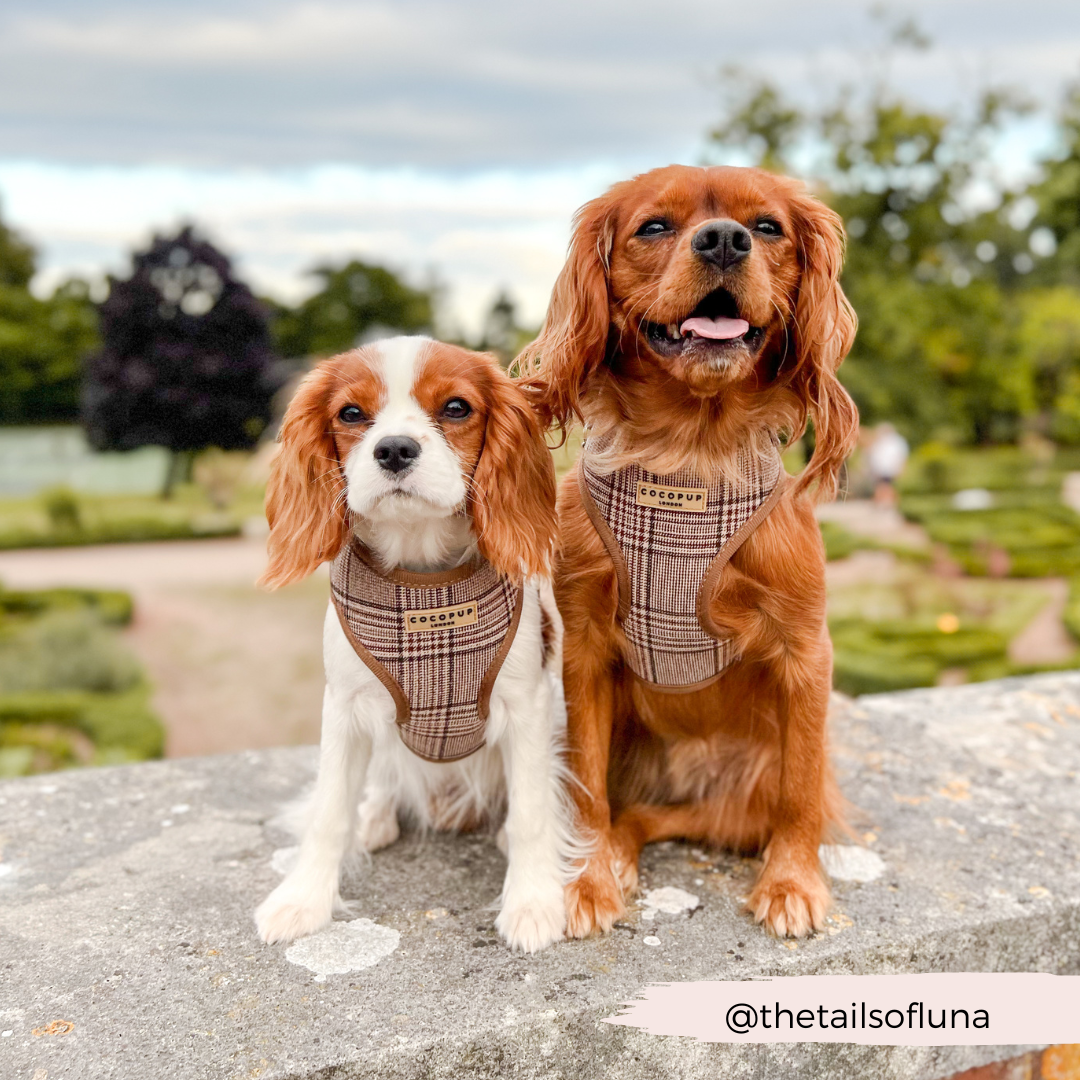Adjustable Plaid Dog Harness for Comfortable Walks, Lightweight Polyester Design in Five Sizes source image 21
