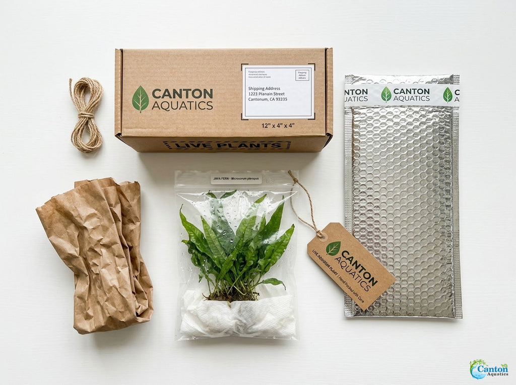 Live Java Fern Aquarium Plant for Low-Light Freshwater Tanks, Bare Root and Mounted Formats source image 21