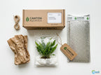 Live Java Fern Aquarium Plant for Low-Light Freshwater Tanks, Bare Root and Mounted Formats source image 21