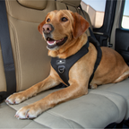 Crash-Tested Dog Car Safety Harness product image 21