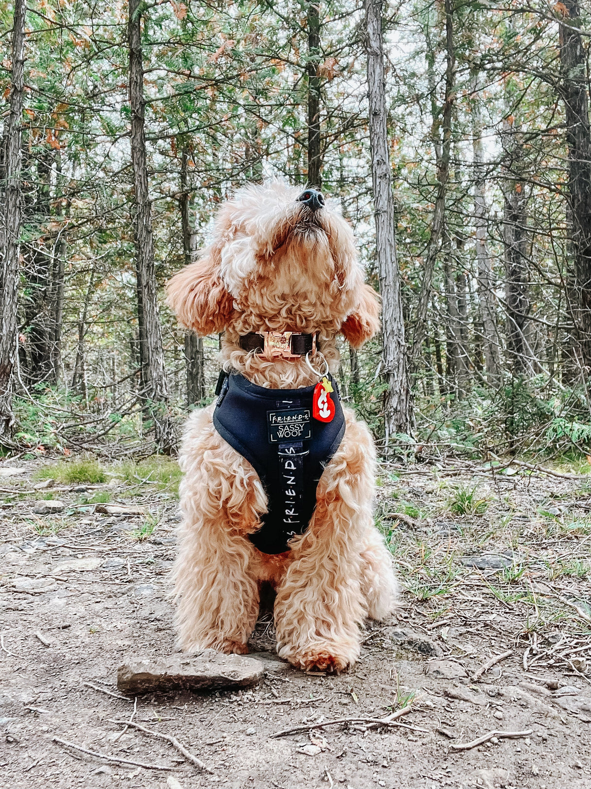 Adjustable Dog Harness product image 21